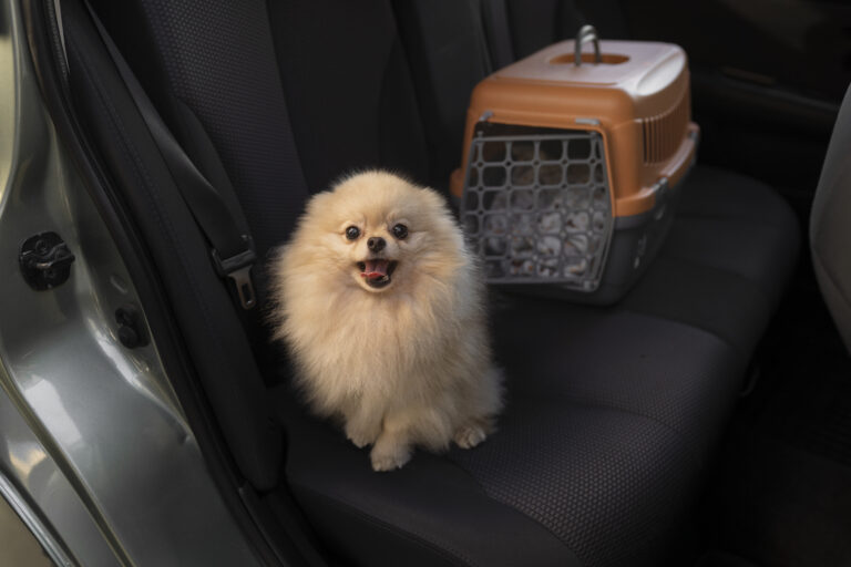 Right Car dog seat